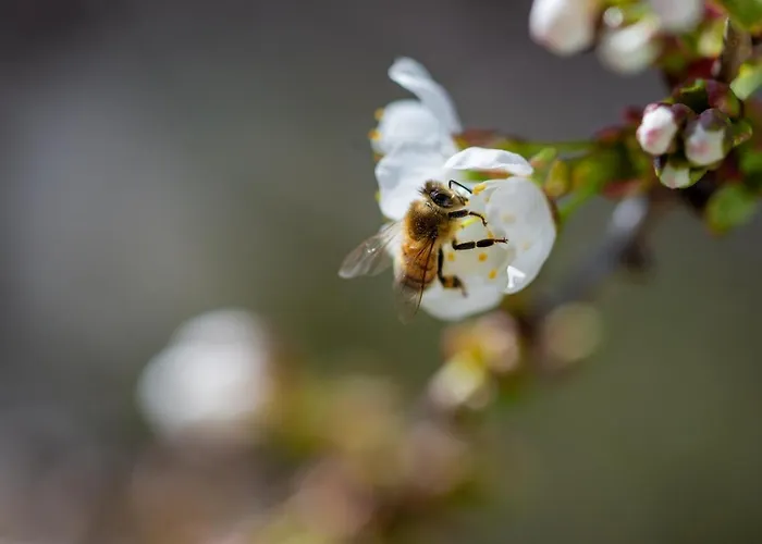 Georg 普富伦多夫